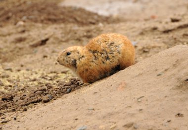 çöl faresi (suricata suricatta)