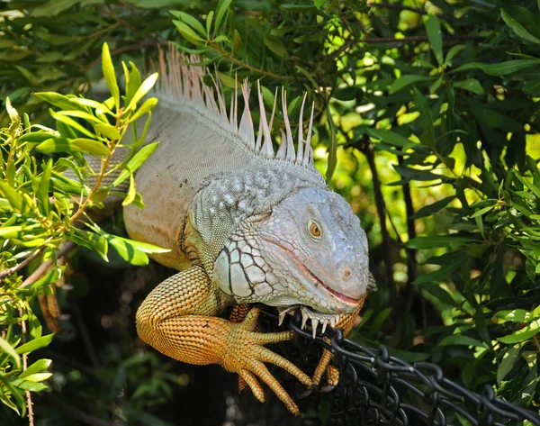 Iguana selvagem — Fotografia de Stock