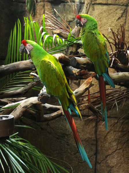 Two parrots — Stock Photo, Image