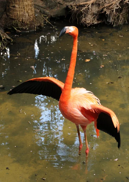 Дикий фламинго — стоковое фото