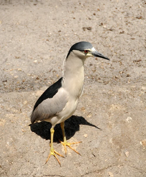 Small heron — Stock Photo, Image