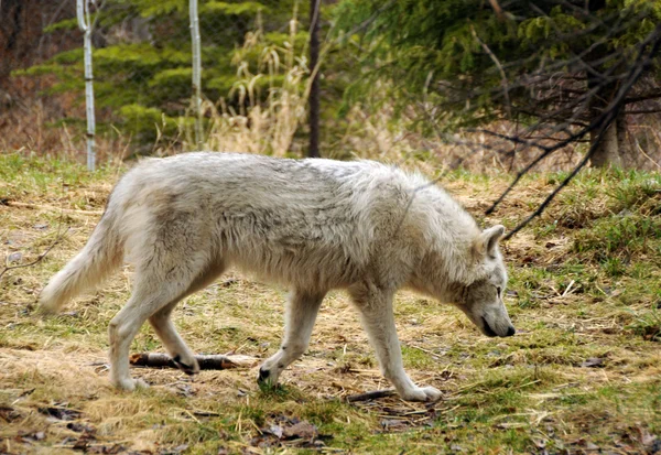 Divoký vlk — Stock fotografie