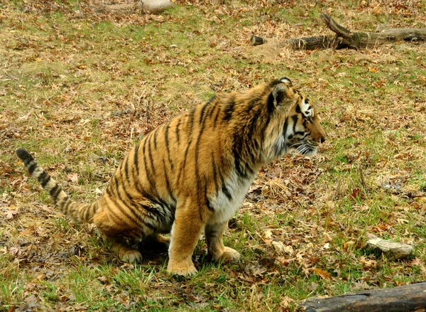 Тигр отдыхает — стоковое фото