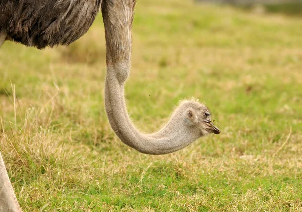 Wild struisvogel — Stockfoto