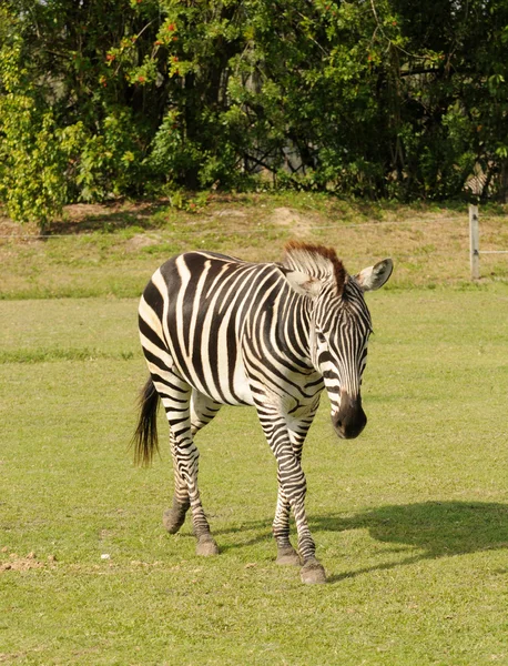 Dzika zebra — Zdjęcie stockowe