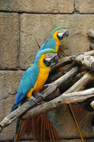 Πολύχρωμο παπαγάλοι — Φωτογραφία Αρχείου