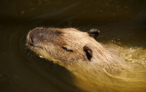 Vilda kapybara — Stockfoto