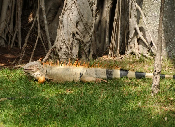 Dev iguana — Stok fotoğraf
