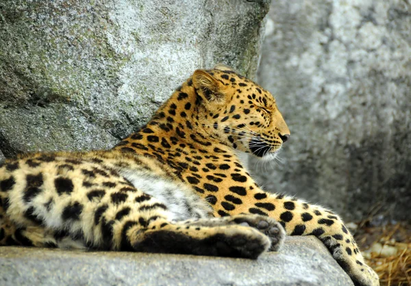 Leopardo descansando — Fotografia de Stock