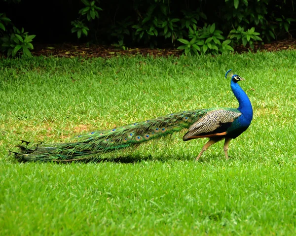 Peacock caminando — Foto de Stock