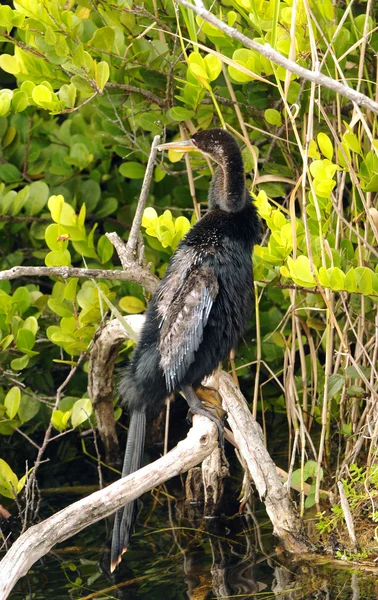 Anhinga ใน Everglades — ภาพถ่ายสต็อก
