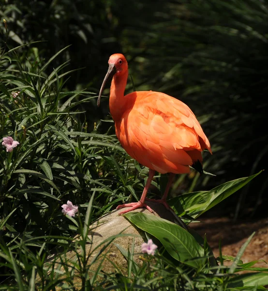 Orange ibis — Stock Photo, Image