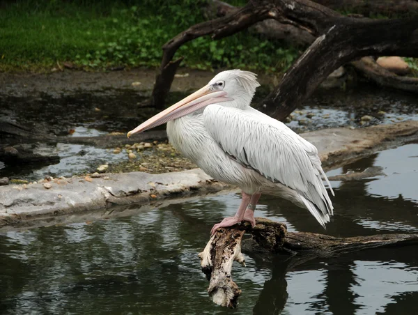 Oude pelikaan — Stockfoto