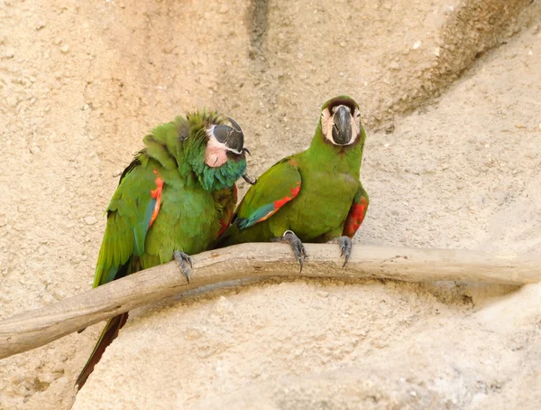 Πράσινο παπαγάλοι — Φωτογραφία Αρχείου