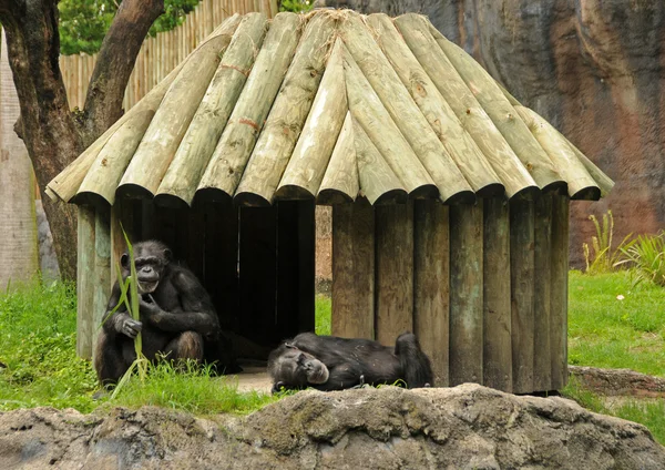 Ареал шимпанзе — стоковое фото