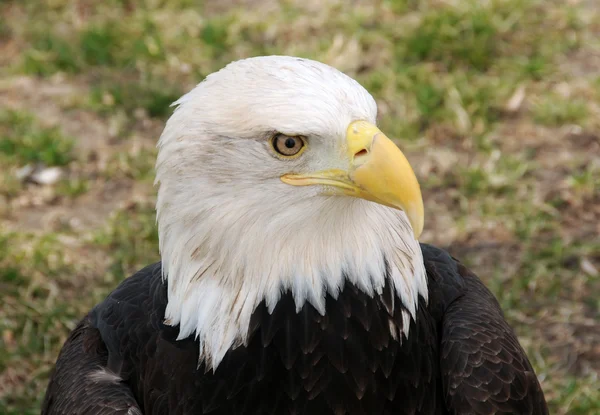 Águila calva —  Fotos de Stock
