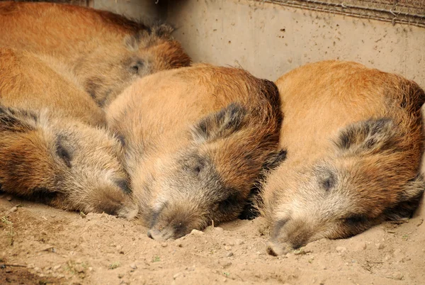 Свиньи спят — стоковое фото