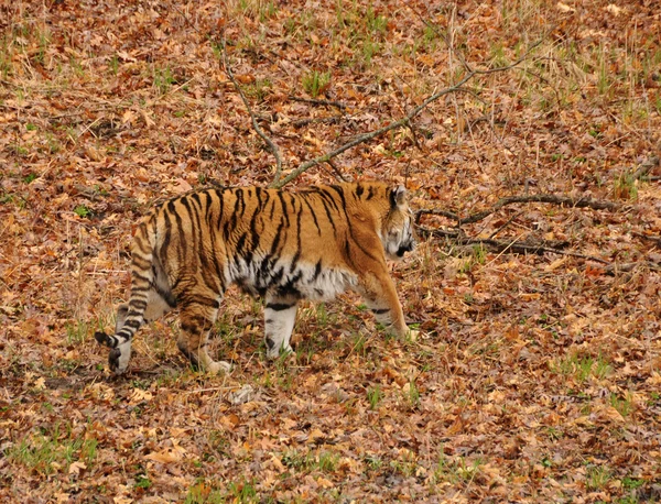 Tigre asiatica — Foto Stock