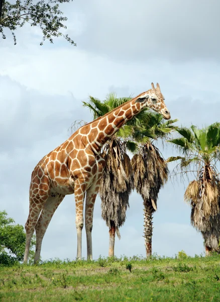 Afrika zürafası. — Stok fotoğraf