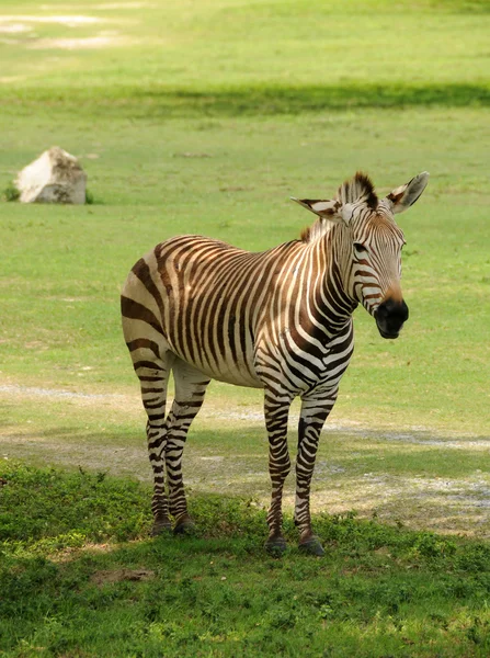 Zebra africana — Fotografia de Stock