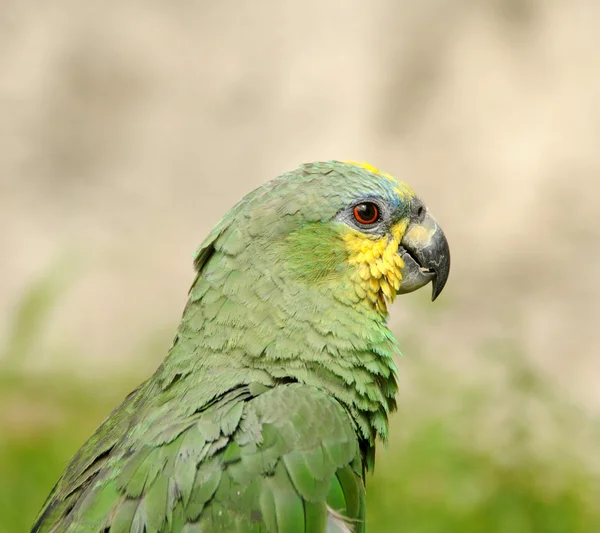 Kleiner Papagei — Stockfoto