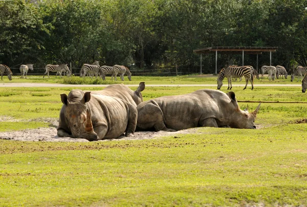 Dziki nosorożce — Zdjęcie stockowe