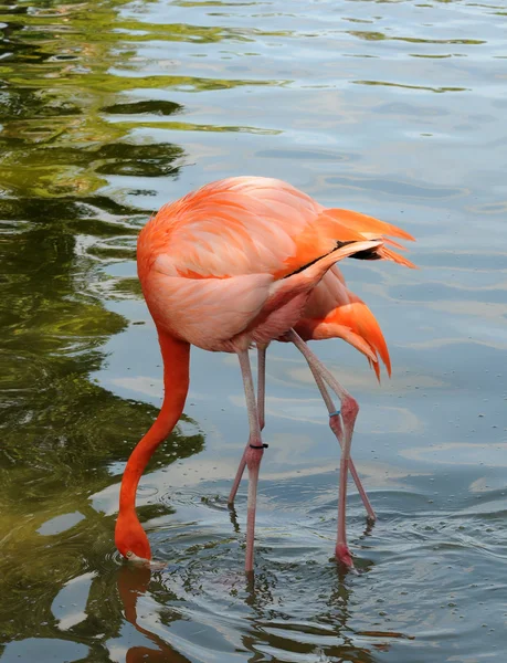 Roze flamingo — Stockfoto
