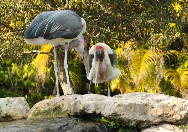 Marabou storks — Stock Photo, Image