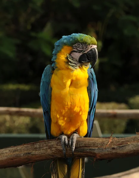 Красочный попугай — стоковое фото
