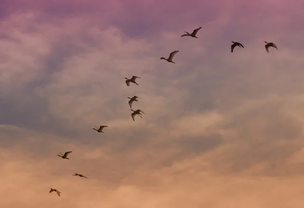Ibis vliegen — Stockfoto