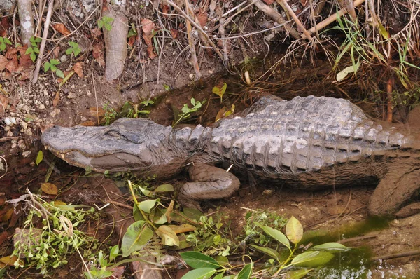 Amerikanischer Alligator — Stockfoto