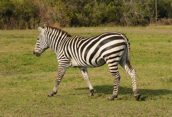 Zebra selvagem — Fotografia de Stock