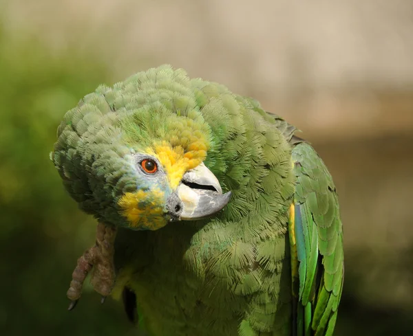Kleiner Papagei — Stockfoto