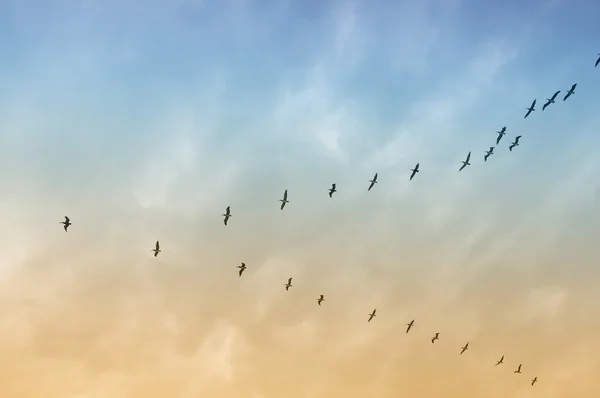 Pelican in flight — Stock Photo, Image