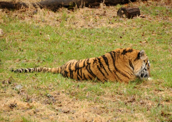 Tygrys w naturze — Zdjęcie stockowe