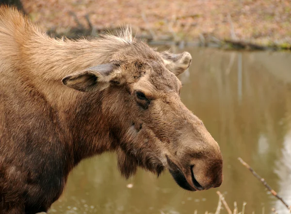 Vahşi moose — Stok fotoğraf