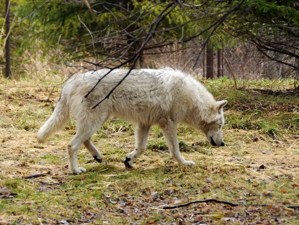 灰色オオカミ — ストック写真