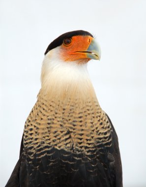 Tepeli caracara