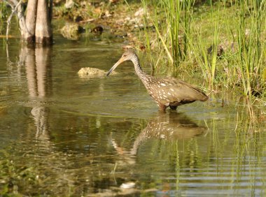 Gölde bir limpkin