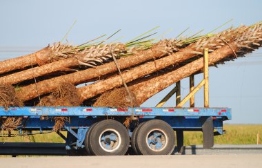 Palm trees on a truckbed clipart