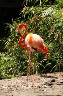 pembe flamingo