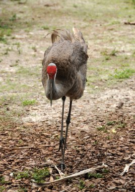 Sandhill Crane