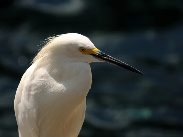 Snowy egret — Stockfoto