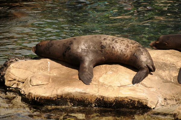 Sea lion resting — Stock Photo, Image