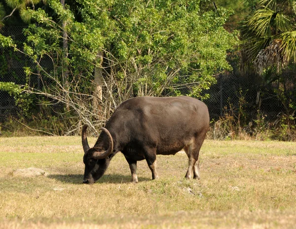 Pastoreio de búfalos — Fotografia de Stock