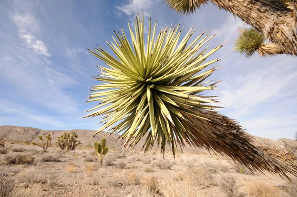 南西部の砂漠 — ストック写真