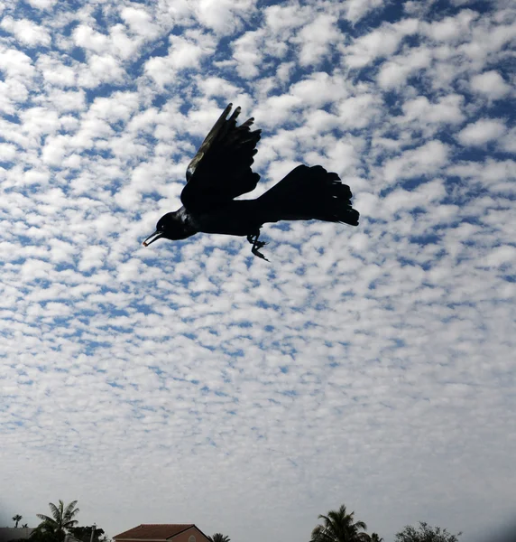 Cuervo negro —  Fotos de Stock