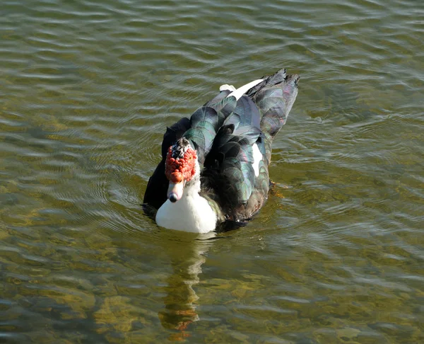 Ördek Yüzme — Stok fotoğraf