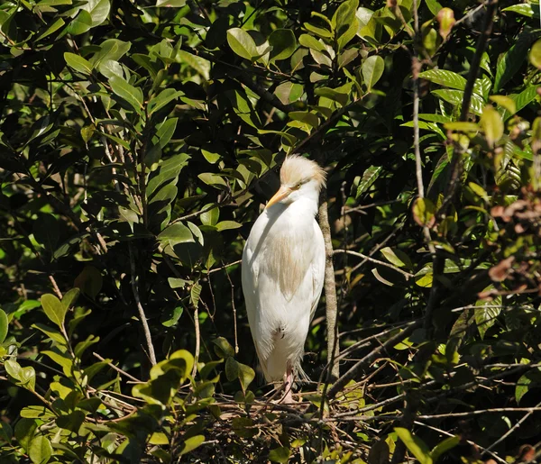 Egret nest — Stock Photo, Image