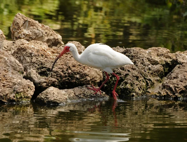 Ibis blanc — Photo